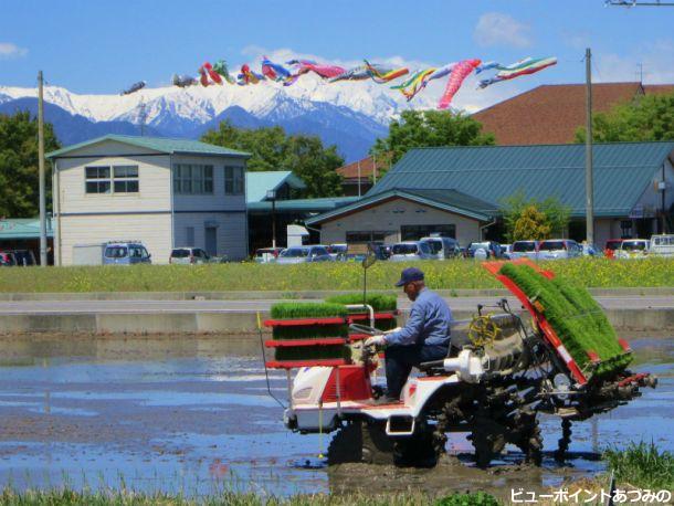 田植時鯉のぼり泳ぐ