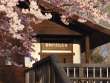 朝陽に輝く百楽桜