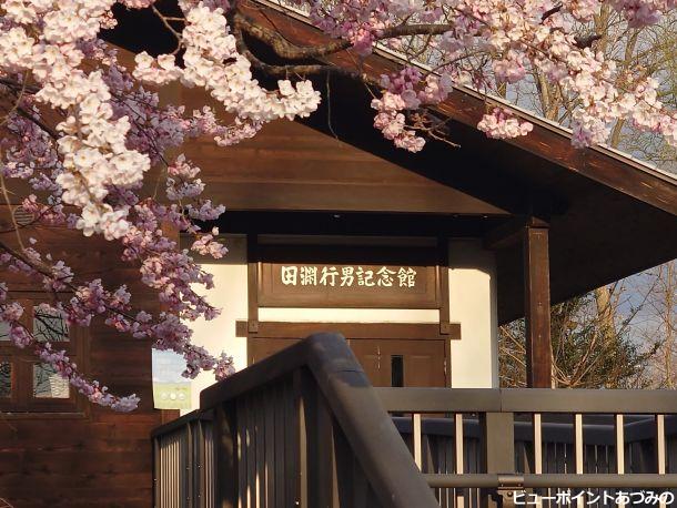 朝陽に輝く百楽桜