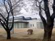 旧穂高小学校の桜並木