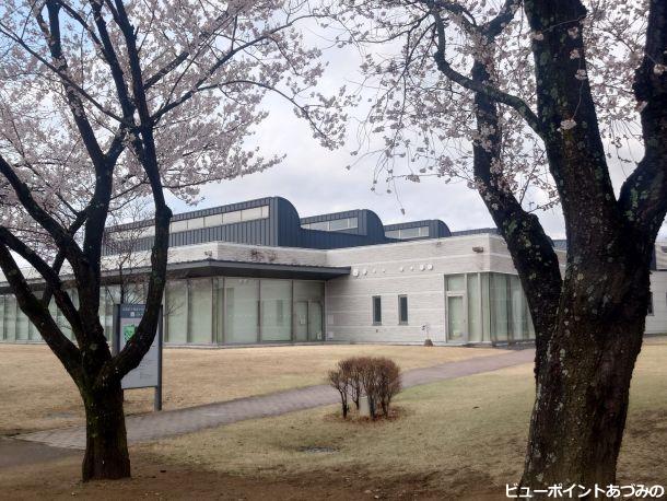 旧穂高小学校の桜並木