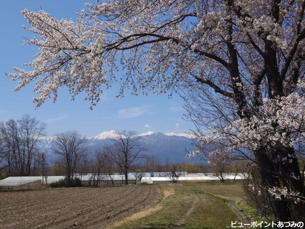 桜と常念岳
