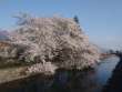 桜と拾ヶ堰