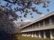 穂高西小学校の桜