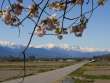 八重桜と後立山連峰