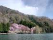 中綱湖の大山桜