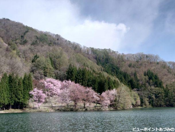 中綱湖の大山桜