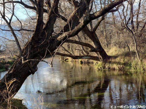 蓼川の湧水