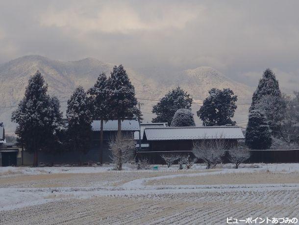 屋敷林の冬景色