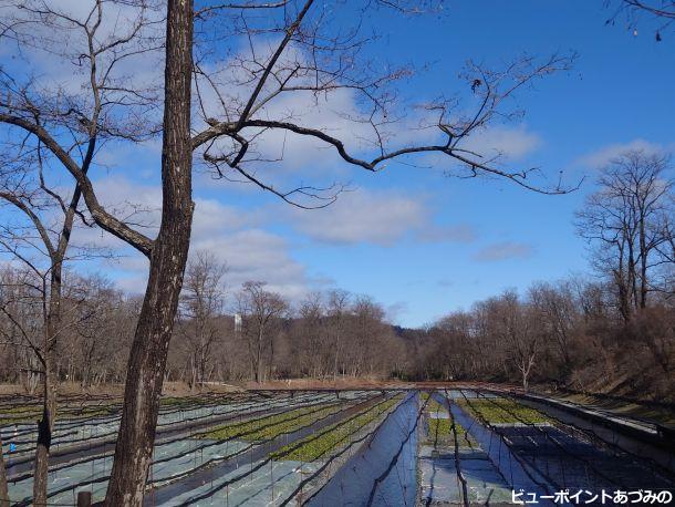 雨水のわさび田