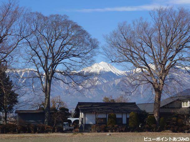 欅の大木と常念岳