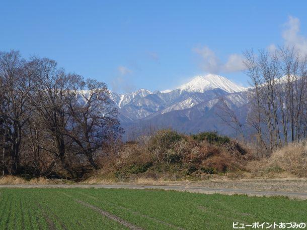 麦の芽吹きと常念