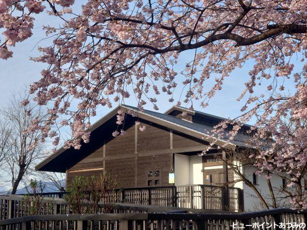 田淵記念館の百楽桜