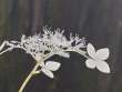 参道の紫陽花