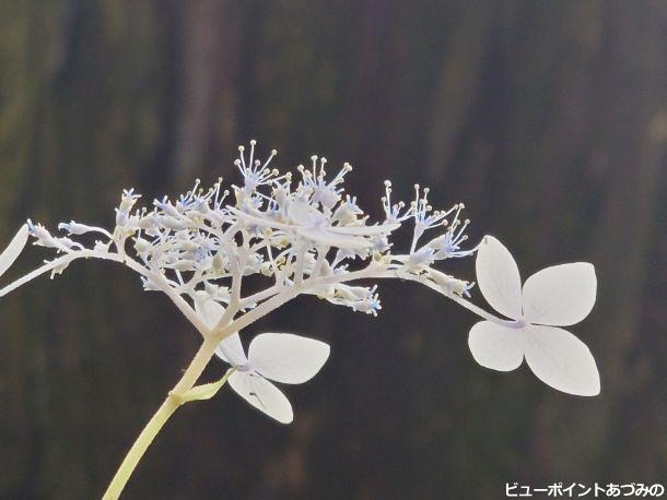参道の紫陽花