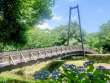 紫陽花と吊り橋