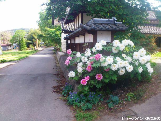 小路に咲く芍薬