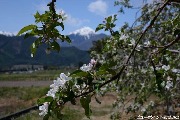 りんごの花と常念岳1