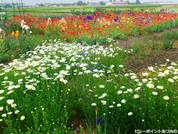 拾ヶ堰沿いのお花畑