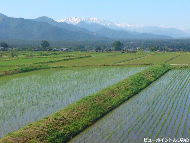 初夏の田園風景