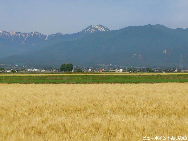 麦秋の安曇野