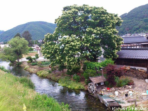 清流と栗の花