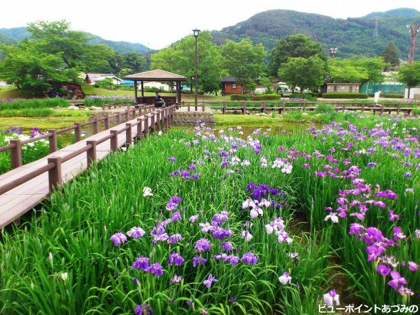 あやめ公園の花菖蒲