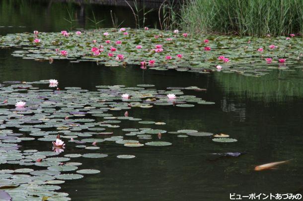 室山池の睡蓮