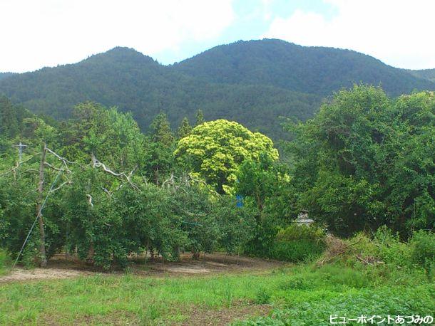 山麓の栗の花