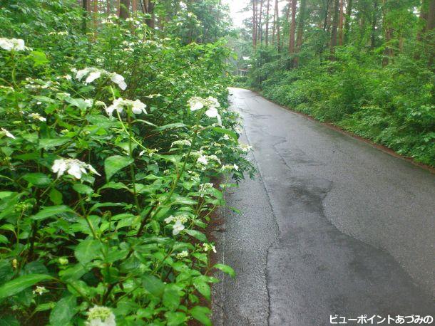 紫陽花の小路