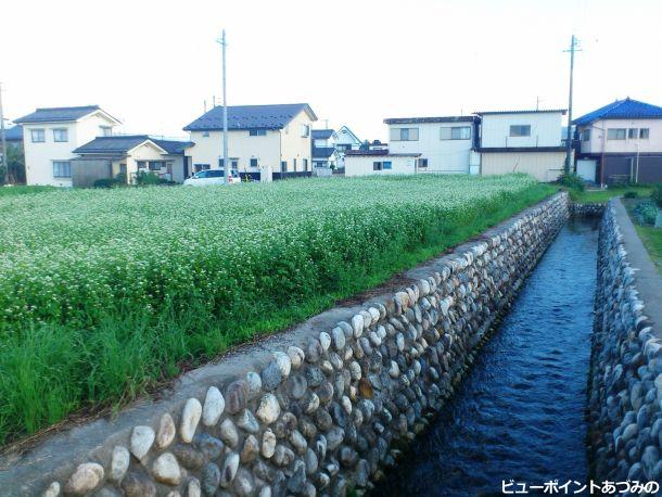 湧水路と蕎麦畑