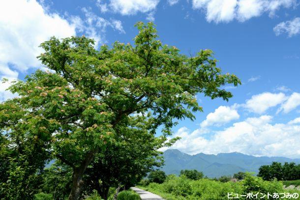 ねむの木の花満開