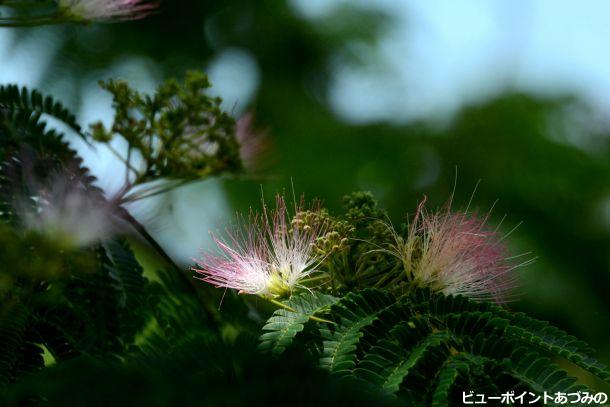 ねむの木の花