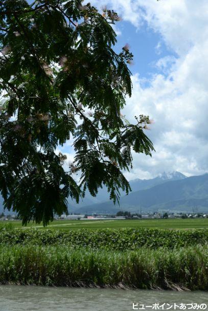 万水川のねむの木