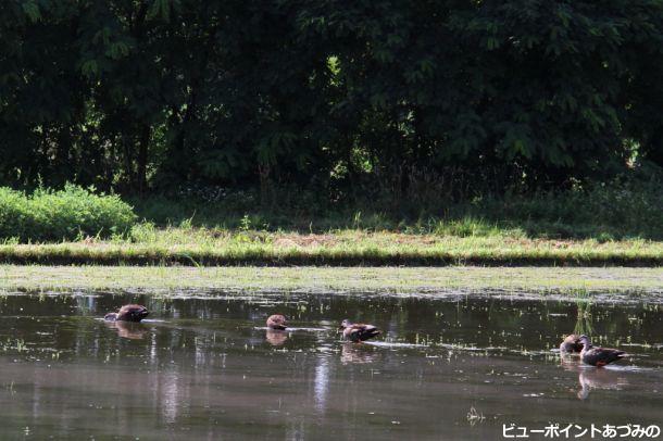 灌水田に遊ぶ鴨