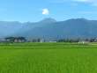 夏の田園風景～常念岳