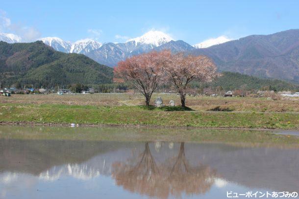 常念道祖神と桜