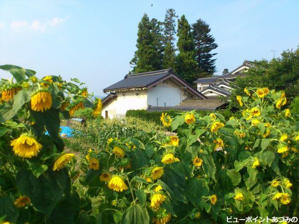 土蔵と向日葵