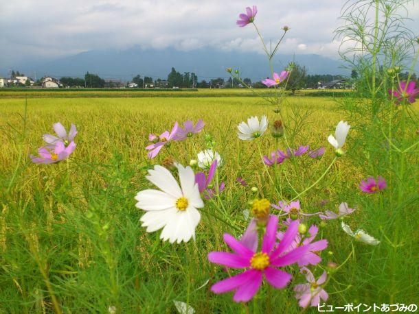 秋風に揺れる秋桜