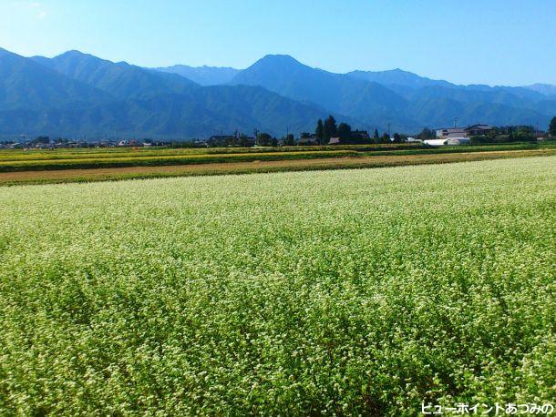 北アルプスと蕎麦の花