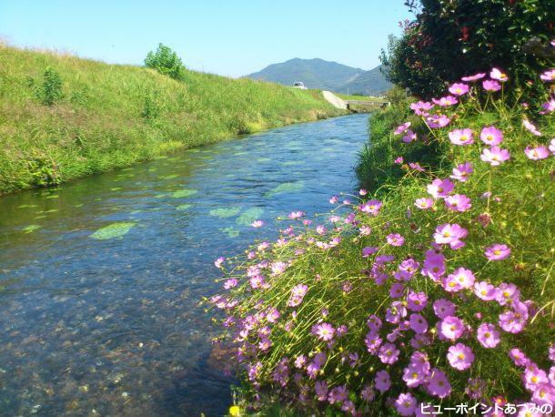 湧水にたなびく秋桜