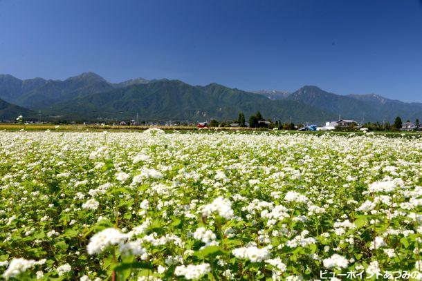 そばの花満開