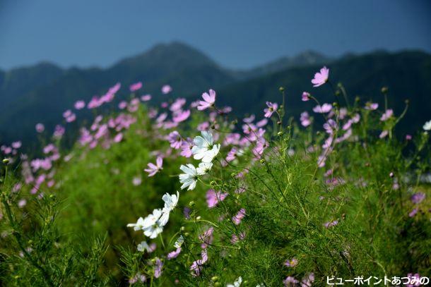 コスモスと常念岳