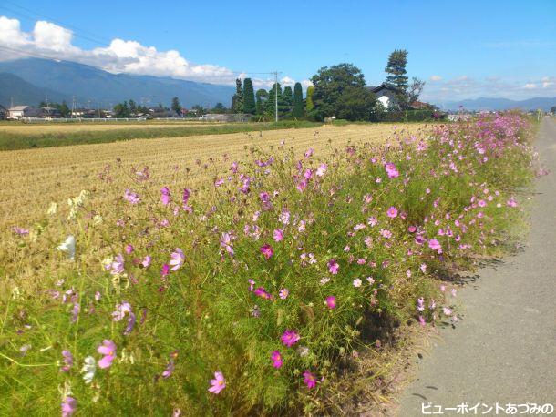 農村の道端を彩る秋桜