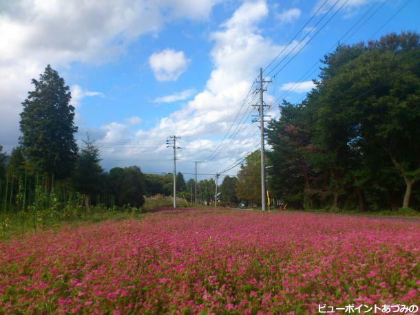 山麓の赤蕎麦畑