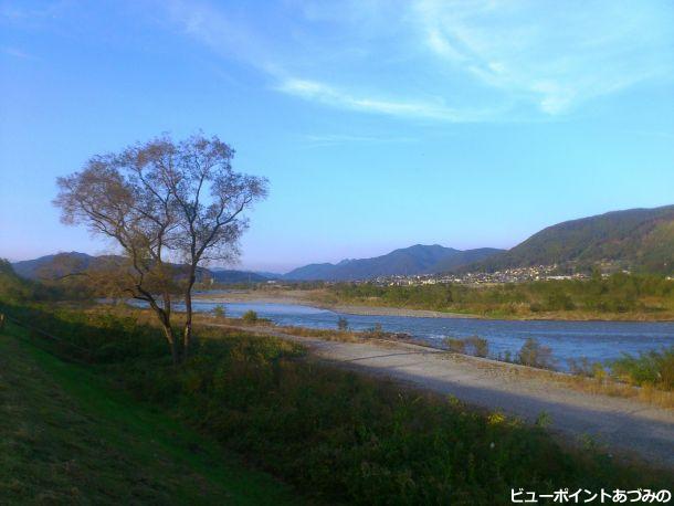 犀川の柳の大木