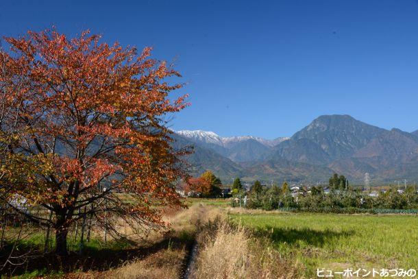 桜紅葉と有明山