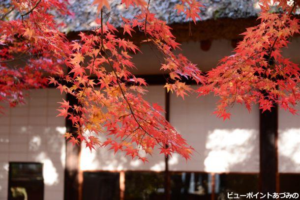 高橋節郎美術館の紅葉