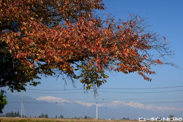 桜紅葉とアルプス