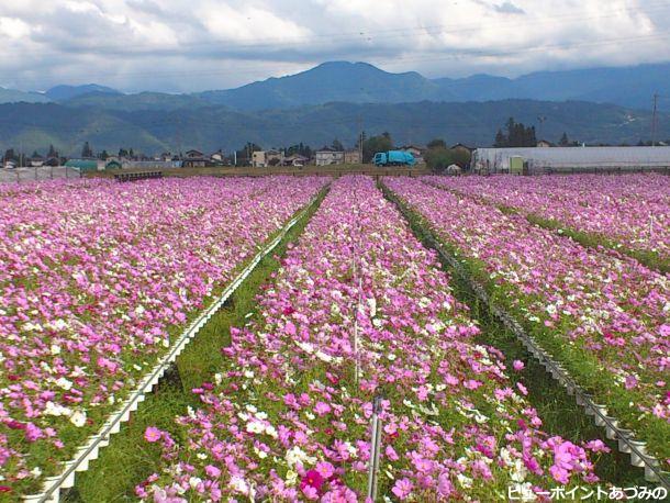 三郷のコスモス畑 安曇野の風景写真 ビューポイントあづみの